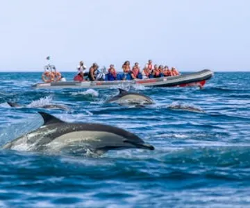 Benagil Caves: Guided RIB Boat Tour from Albufeira + Dolphin Watching